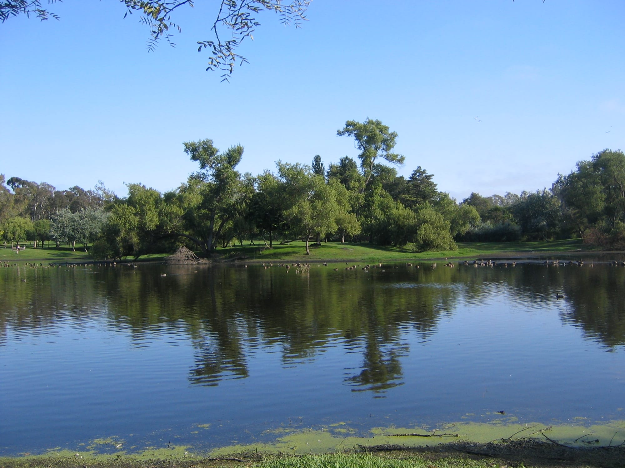 Trees reflected in the lake at Huntington Central Park, with birds on the water and grass along the shore.