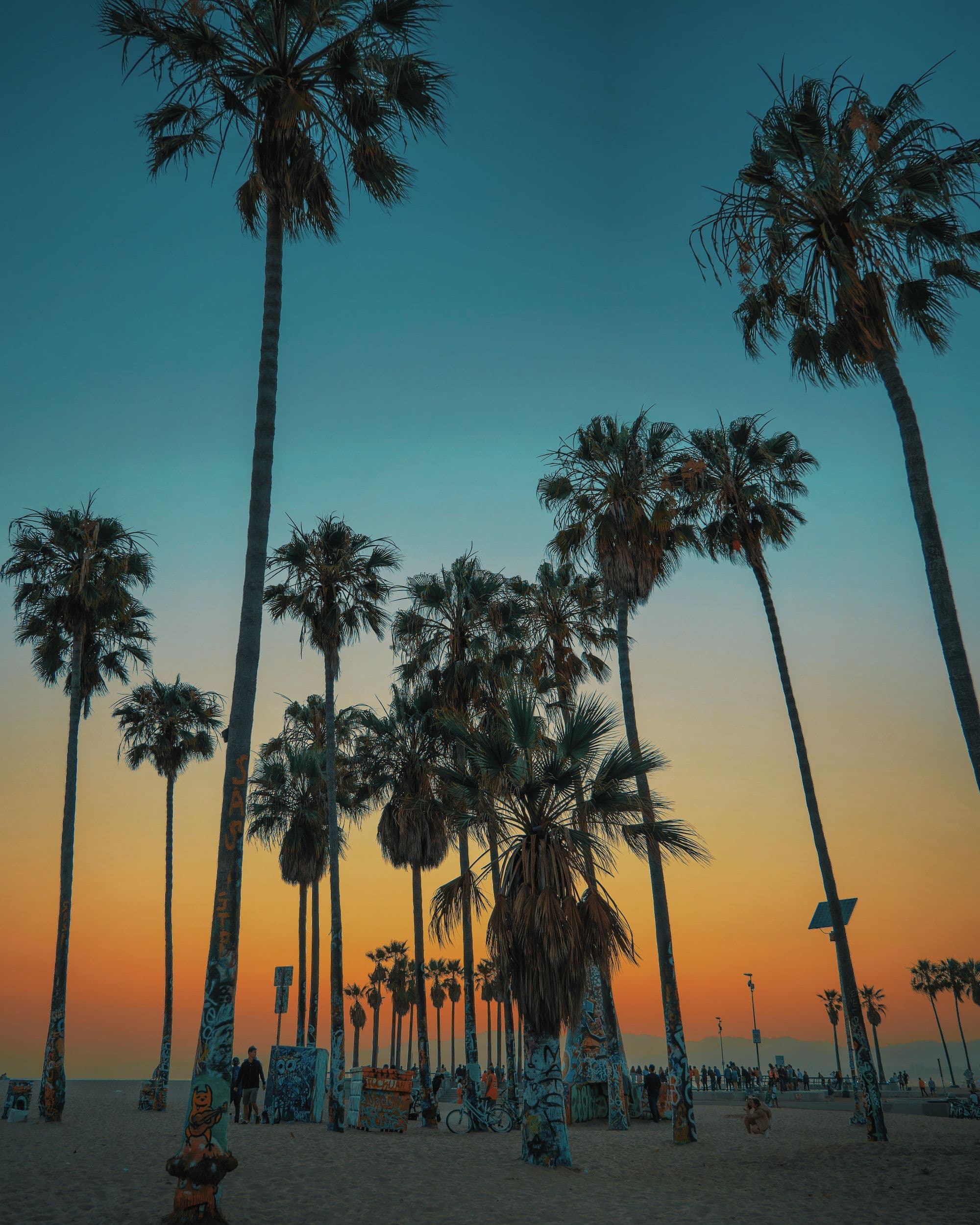 Palm trees along the Huntington Beach shoreline at golden hour.